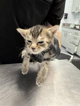 A1266205 -  Domestic Short Hair Cat for Adoption in Charlotte, North Carolina - A1266205 | PetCurious