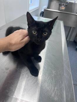 Edgar -  Domestic Short Hair Cat for Adoption in Cambridge, Maryland - Edgar | PetCurious