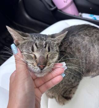 DONNIE -  American Shorthair Cat for Adoption in Oakland Park, Florida - DONNIE | PetCurious