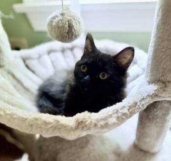 Betty -  Domestic Long Hair and Domestic Short Hair Cat for Adoption in Port Republic, Maryland - Betty | PetCurious