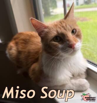 Miso Soup -  Maine Coon and Domestic Long Hair Cat for Adoption in Douglasville, Georgia - Miso Soup | PetCurious