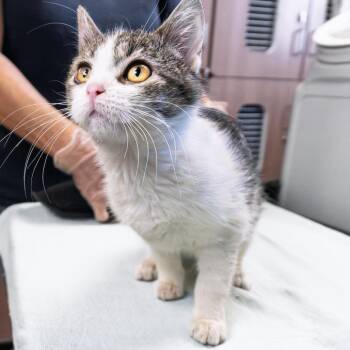 Domestic Short Hair Cats Available for Adoption - Alba | PetCurious