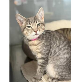 Papaya -  Domestic Short Hair Cat for Adoption in Ridgely, Maryland - Papaya | PetCurious