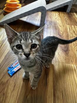 Lil Honey (FCID# 06/23/2026 - 21) C -  Tabby Cat for Adoption in Greenville, Delaware - Lil Honey (FCID# 06/23/2026 - 21) C | PetCurious