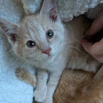 Freya -  Domestic Short Hair Cat for Adoption in Ephrata, Pennsylvania - Freya | PetCurious