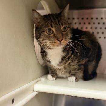 Bert -  Domestic Short Hair Cat for Adoption in Starkville, Mississippi - Bert | PetCurious