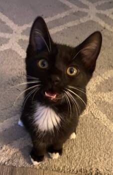 Rescue Domestic Short Hair Cats for Adoption in Philadelphia, Pennsylvania - Bob | PetCurious