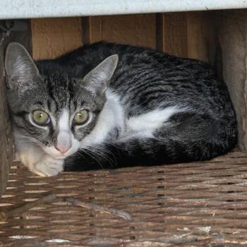 Pete -  Domestic Short Hair Cat for Adoption in Tucson, Arizona - Pete | PetCurious