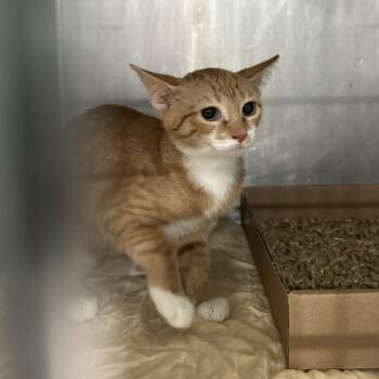 AHNJ-Stray-122839 -  Domestic Short Hair Cat for Adoption in Newark, New Jersey - AHNJ-Stray-122839 | PetCurious