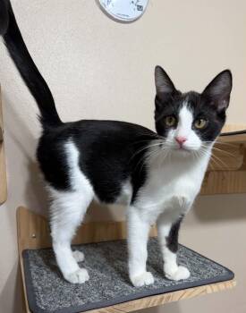 Vicky -  Tuxedo and Domestic Short Hair Cat for Adoption in Tehachapi, California - Vicky | PetCurious