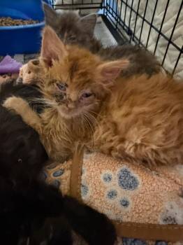Costanza -  Domestic Medium Hair Cat for Adoption in Evansville, Indiana - Costanza | PetCurious