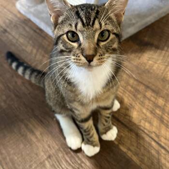 Rescue Domestic Short Hair and Tabby Cats for Adoption in Brierfield, Alabama - Rocco | PetCurious