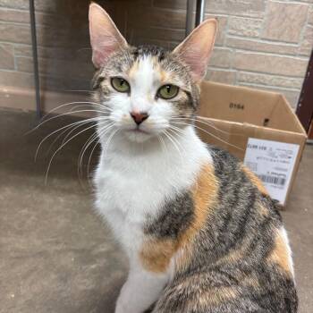 Uptown Girl -  Domestic Short Hair Cat for Adoption in Davenport, Iowa - Uptown Girl | PetCurious