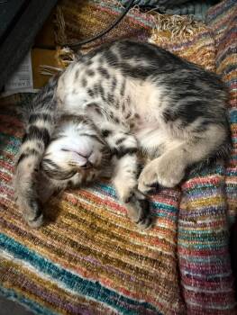 Sinclair -  Tabby Cat for Adoption in Orlando, Florida - Sinclair | PetCurious