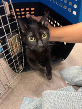 A143007 -  Domestic Medium Hair Cat for Adoption in Burbank, California - A143007 | PetCurious
