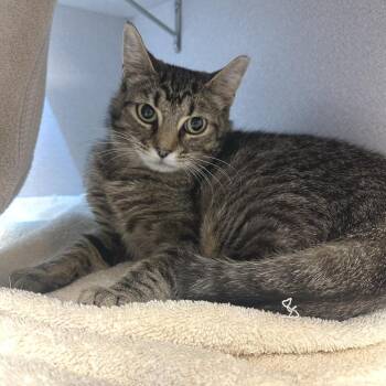 Patio -  Domestic Short Hair Cat for Adoption in Pittsburgh, Pennsylvania - Patio | PetCurious