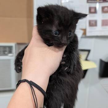 American Shorthair Cats Available for Adoption in Buchanan Dam, Texas - Bottle Baby 3 | PetCurious