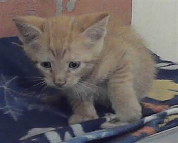Domestic Short Hair Cats Available for Adoption in Houston, Texas - A2077517 | PetCurious
