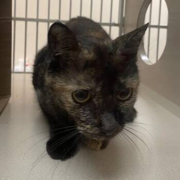 Violet -  Domestic Short Hair Cat for Adoption in Ballston Spa, New York - Violet | PetCurious