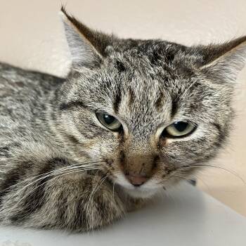 Domestic Short Hair Cats Available for Adoption - Blossom | PetCurious