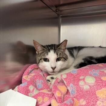 Domestic Short Hair Cats Available for Adoption in Richmond, Virginia - Russet | PetCurious