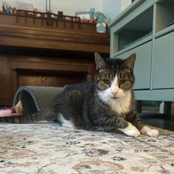 Mr. Jasper -  Domestic Short Hair Cat for Adoption in Salt Lake City, Utah - Mr. Jasper | PetCurious