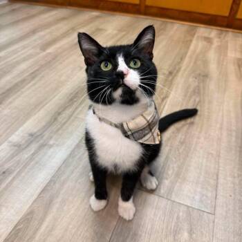 Harvey -  Domestic Short Hair Cat for Adoption in Wilmington, North Carolina - Harvey | PetCurious