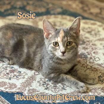 Rescue Dilute Tortoiseshell and American Shorthair Cats for Adoption in Toledo, Ohio - Sosie | PetCurious