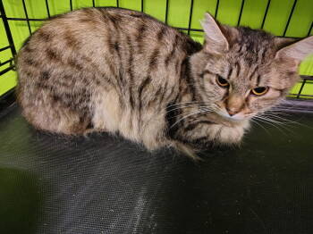 Rescue Domestic Short Hair Cats for Adoption in Evansville, Indiana - Bean | PetCurious