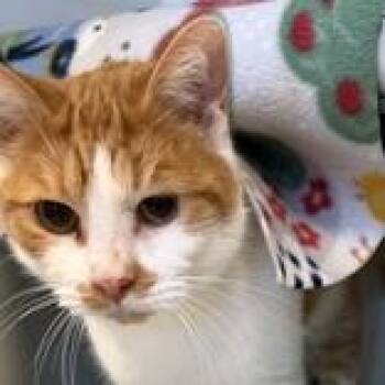 Domestic Short Hair Cats Available for Adoption in Lansing, Michigan - Noodle | PetCurious