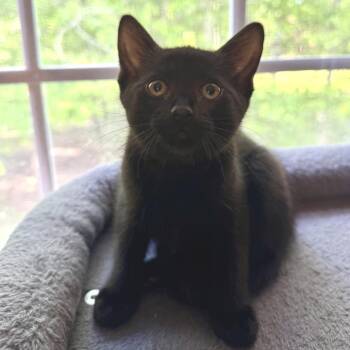 Domestic Short Hair Cats Available for Adoption in Chattanooga, Tennessee - Hive | PetCurious