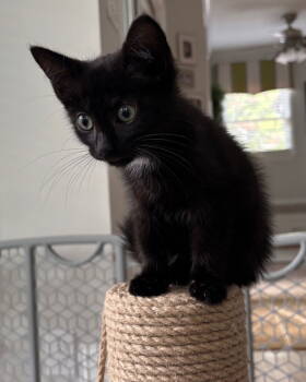 Rescue Domestic Short Hair Cats for Adoption in Garner, North Carolina - Summit | PetCurious