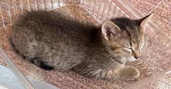 Chonkers -  Domestic Short Hair Cat for Adoption in Lafayette, Colorado - Chonkers | PetCurious