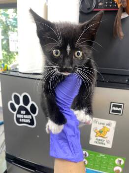 Rescue Domestic Short Hair Cats for Adoption in Pomona, New York - Tootsie | PetCurious