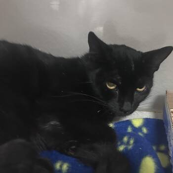 Thirsty -  Domestic Short Hair Cat for Adoption in Yuma, Arizona - Thirsty | PetCurious