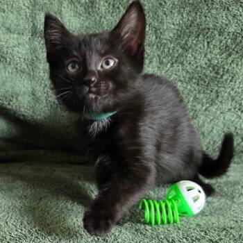 Cleopatra -  Domestic Short Hair Cat for Adoption in Rochester Hills, Michigan - Cleopatra | PetCurious