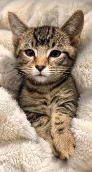 Domestic Short Hair Cats Available for Adoption in Columbia, Tennessee - Ernest | PetCurious