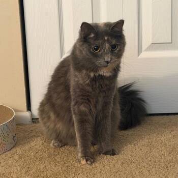 Persephone -  Domestic Short Hair Cat for Adoption in Gibsonia, Pennsylvania - Persephone | PetCurious