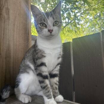 Daisy -  Domestic Short Hair Cat for Adoption in San Antonio, Texas - Daisy | PetCurious
