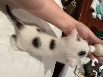 Domino -  Domestic Short Hair Cat Available for Adoption in Goodlettsville, Tennessee - Domino | PetCurious