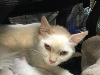 MOON -  Domestic Short Hair Cat for Adoption in Thousand Palms, California - MOON | PetCurious