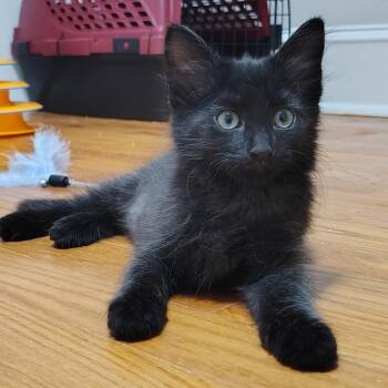 Iris -  Domestic Medium Hair Cat for Adoption in Cumming, Georgia - Iris | PetCurious