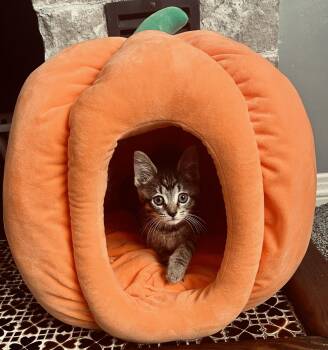 Rescue Domestic Short Hair Cats for Adoption in Columbus, Ohio - Morticia | PetCurious