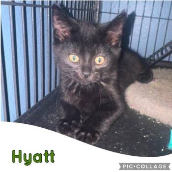 Hyatt -  Domestic Short Hair Cat for Adoption in Orangevale, California - Hyatt | PetCurious
