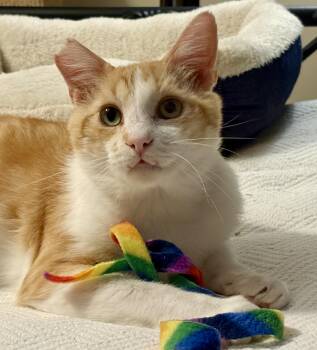 Jesse -  Domestic Short Hair Cat for Adoption in Irvine, California - Jesse | PetCurious
