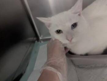 Domestic Short Hair Cats Available for Adoption - Fatima17791G | PetCurious