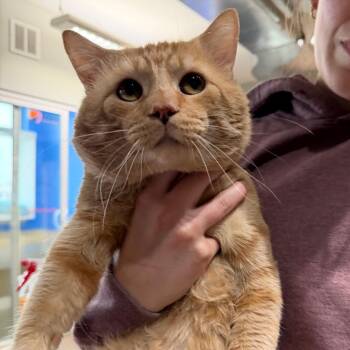 Domestic Short Hair Cats Available for Adoption in Mankato, Minnesota - Ant | PetCurious