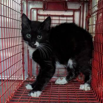 Willis -  Domestic Short Hair Cat for Adoption in Birmingham, Alabama - Willis | PetCurious