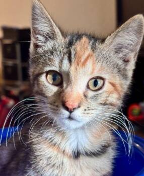 Rescue Domestic Short Hair and Torbie Cats for Adoption in Santa Clara, California - ShadowCat | PetCurious