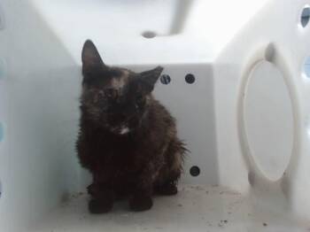 Domestic Short Hair Cats Available for Adoption in Albuquerque, New Mexico - FLOWER | PetCurious